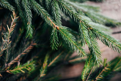 Close-up of plant growing on tree