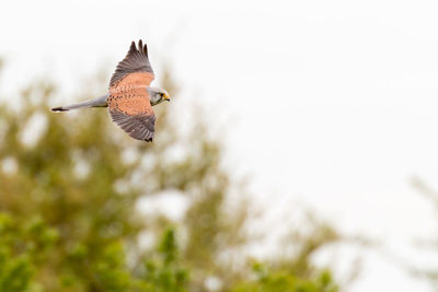 Hunting common kestrel falco tinnunculus flying in eastbrookend park in dagenham