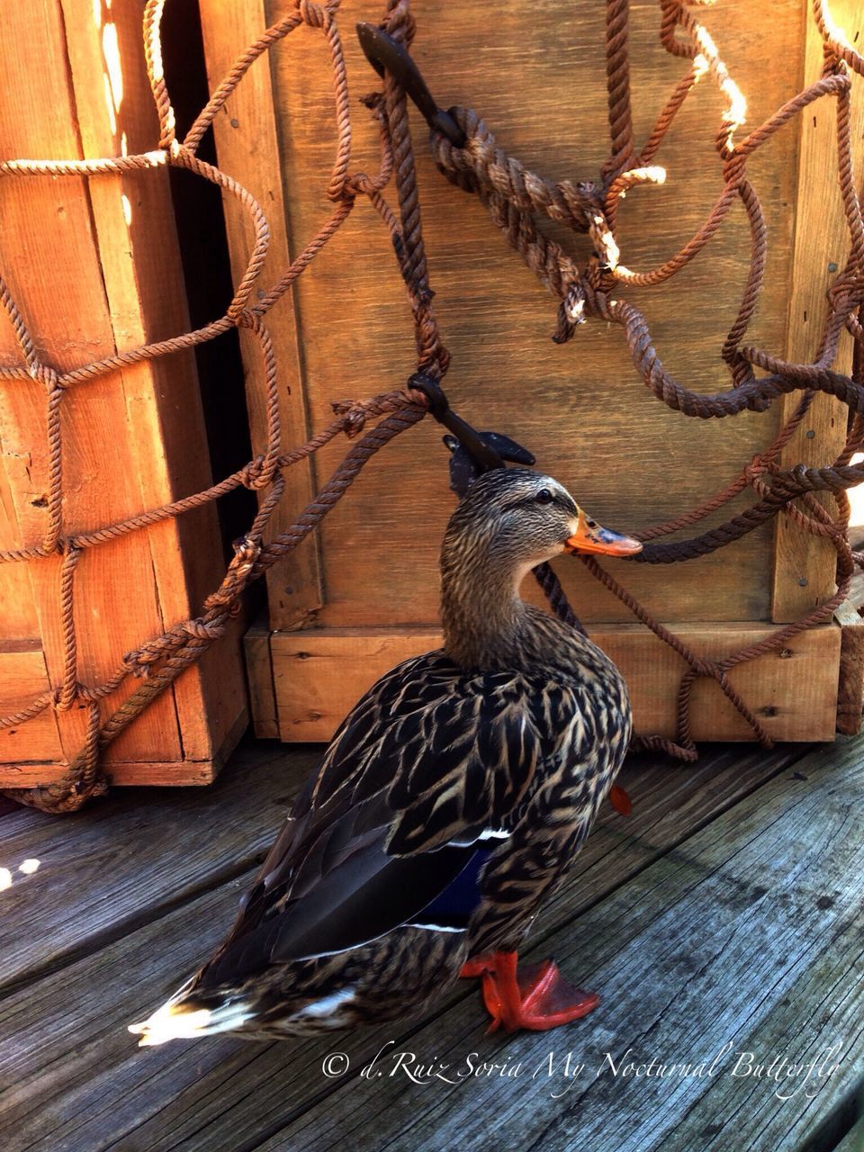 animal themes, bird, animals in the wild, wildlife, one animal, perching, wood - material, fence, outdoors, no people, day, two animals, beak, nature, animals in captivity, rope, side view, cage, zoology, close-up