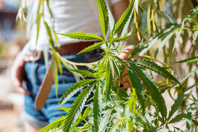 Midsection of woman standing by cannabis plant