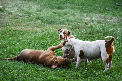 View of dogs on grassy field