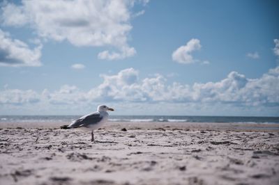Seagull perching on beach against sky