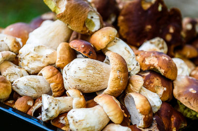 Close-up of mushrooms