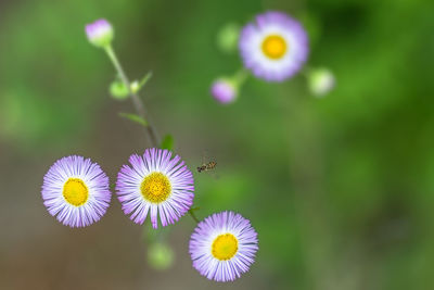 Close-up of insect on flower