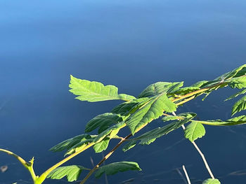 Low angle view of leaves against blue sky