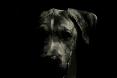 Close-up of dog against black background