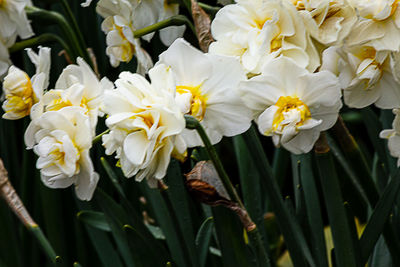 Close-up of white flowering plants