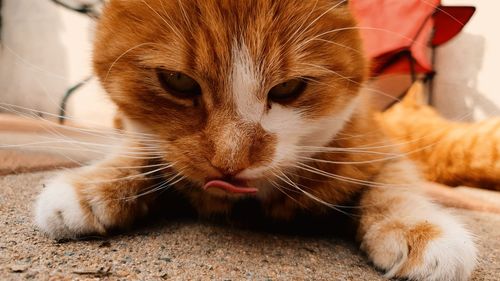 Close-up of a cat