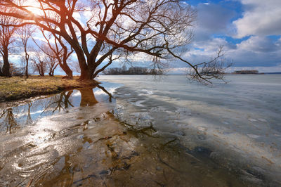 Bare tree on snow covered land against sky