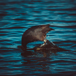 View of turtle swimming in lake