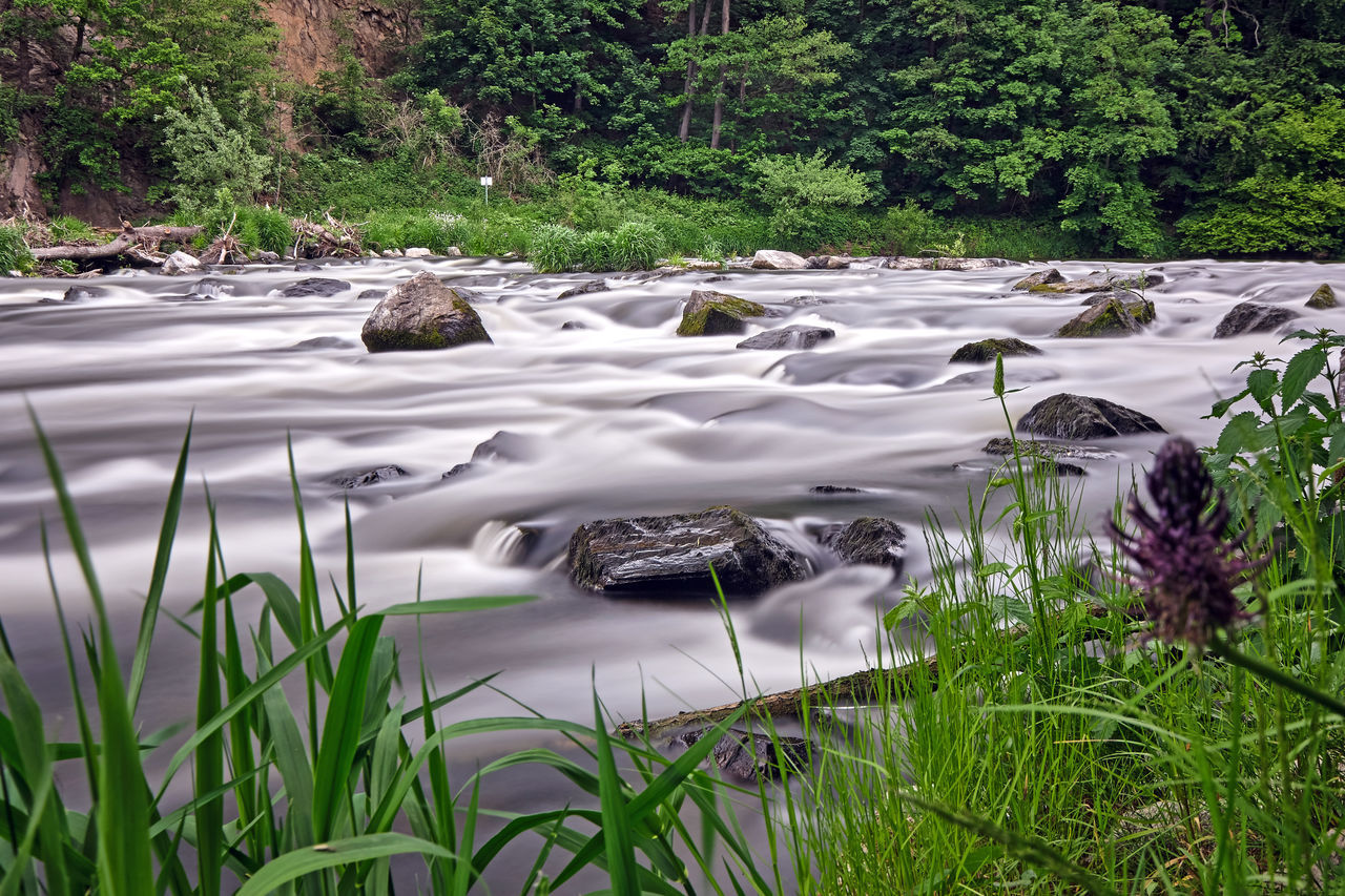 SCENIC VIEW OF RIVER FLOWING IN FOREST