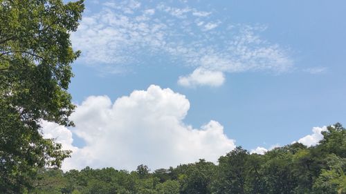 Low angle view of trees against sky