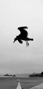 Seagull flying over sea against sky