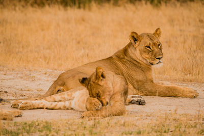 Close-up of lionesses on field