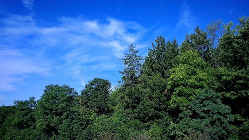 Low angle view of tree against sky