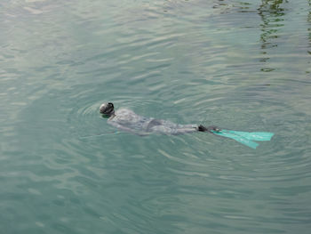High angle view of duck swimming in lake