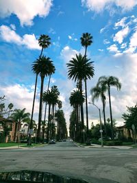 Palm trees on road against sky