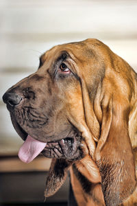 Close-up of dog looking away