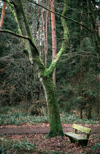 Trees growing in forest