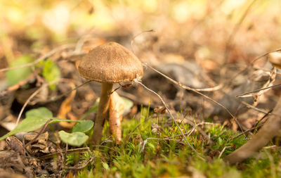Close-up of mushroom on field