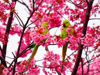 Low angle view of cherry blossoms in spring