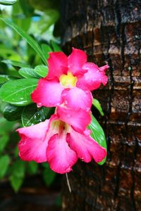 Close-up of pink rose flower