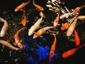 High angle view of koi carps swimming in pond