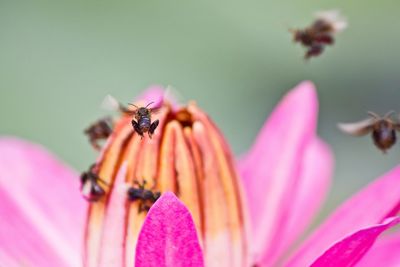 Close-up of insect on pink flower