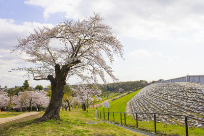 Trees on field against sky