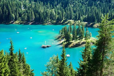 Scenic view of lake in forest