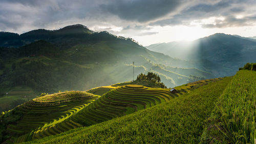 Scenic view of agricultural field against sky