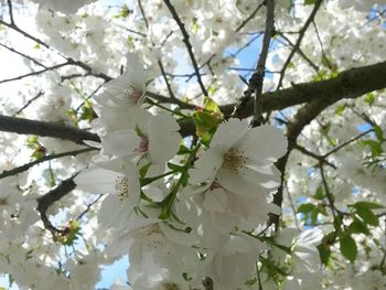 Low angle view of blooming tree against sky