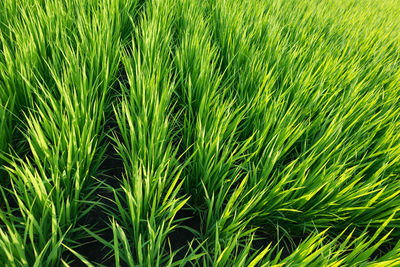 Full frame shot of palm leaf on field