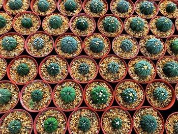 Full frame shot of succulent plants