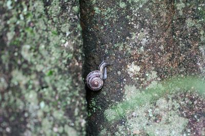 Close-up of snail on tree trunk