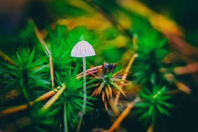 Close-up of mushroom growing on field