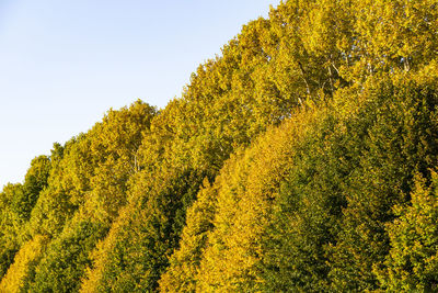 Yellow plants on land against sky