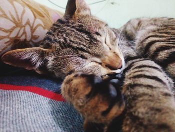 Close-up of cat sleeping on bed