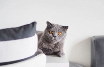 Portrait of scottish fold cat resting against wall at home