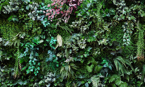 High angle view of plants growing on land