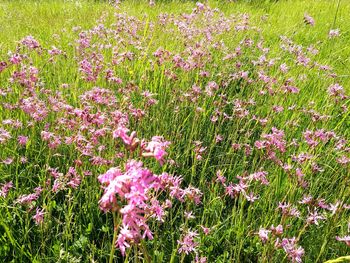 Pink flowering plants on field