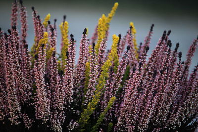 Close-up of purple flowering plants on field