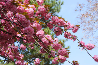 Hanami in Rome