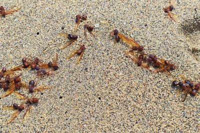 High angle view of insect on sand