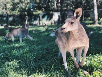 Close-up of kangaroo on field