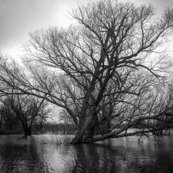 Bare tree by river against sky