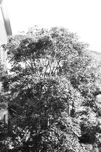 Low angle view of trees