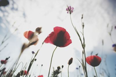 Close-up of red flowers