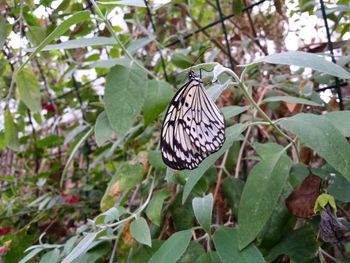 Butterfly perching on leaf