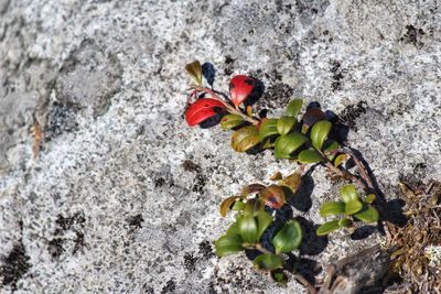 Close-up of plant growing on rock